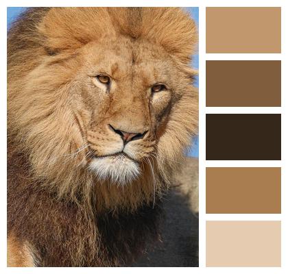 Wildlife Nature Wild Animal Mammal Animal Big Cat Lion Predator Fauna Image